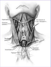 We did not find results for: Schematic Anterior View Of The Neck Indicating Boundaries Of The Download Scientific Diagram