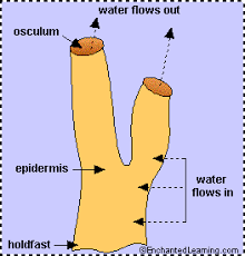 Which type of reproduction would this be? Sponges Enchantedlearning Com