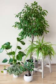 Image result for ficus benjamina en casa