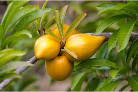 Image result for Pouteria