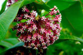 The Amazing Milkweed Plants Native Plants Milkweed Plant
