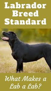 Labrador Breed Standard What Makes A Lab A Lab Labrador Breed Labrador Retriever Facts Labrador Retriever Puppies
