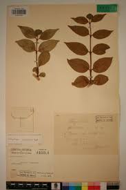 Image result for Strychnos cocculoides