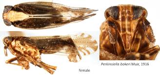 Image result for Kyllingiella microcephala