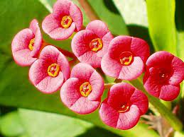 Little Blossom From The Thorny Plant Called Christ Thorn Summer Flowers Flowers Bloom