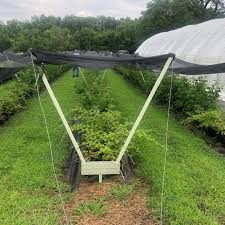 They are not annual plants, but woody deciduous shrubs growing up to about 10 feet tall. Ibex Raspberry Trellis System 30 Ft Commercial Grade Grow Organic