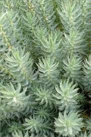 Euphorbia Grey Hedgehog Blattpflanzen Mehrjahrige Pflanzen Baume Pflanzen