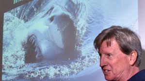 Researchers use balloons and sophisticated tags to track great white sharks.