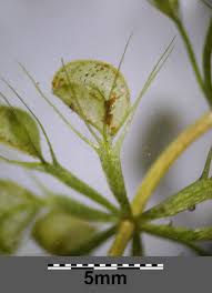 Image result for Aldrovanda vesiculosa