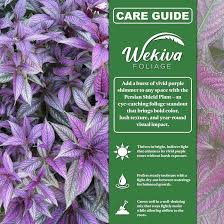 Image result for Strobilanthes