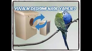 Yumurta Yavru Varken Yuvalik Degisim Yapilir Mi Youtube