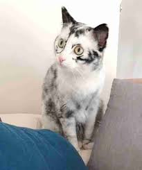Cat With Rare Condition Changes Colors In Front Of Her Owner S Eyes Rare Cats Tabby Cat Cute Cats