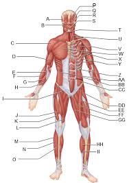 Muscles can pull bones, but they can't push them back to the original position. Front Muscles Diagram Quizlet