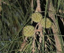 Image result for Casuarina verticillata