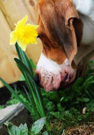 Cosmo And A Daffodil Daffodils Animals Dogs