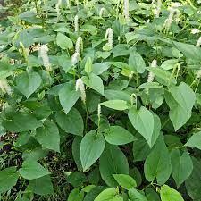 Image result for Vincetoxicum cernuum