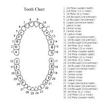 Root Canal Treatment Cost Procedure Faq Electric Teeth