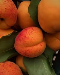 Vesuvio Taste - The long-awaited apricot ✨🍑 #pellecchiella #pellecchielladelvesuvio #montesomma #vesuvio #italy #paesano #albicocche #freshfruit #fruits #fresh | Facebook