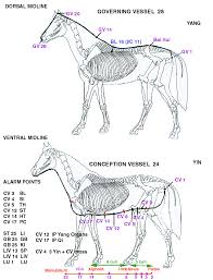 Equine Points