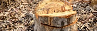 Tree stumps in the lawn: How To Remove Tough Tree Stumps Roots Love The Garden