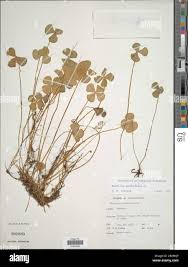Image result for Marsilea villifolia
