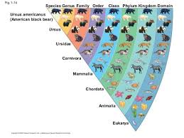 Kingdom Phylum Class Order Family Genus Species 638 X 479