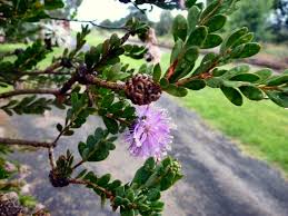 Image result for Melaleuca nesophila