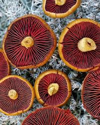 Image result for Xerocomellus diffractus