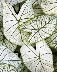 Caladium Candidum In 2020 Caladium Plant Leaves Moon Garden