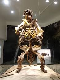 From greek méga 'great' + theríon 'beast') is an extinct genus of ground sloths endemic to south america that lived from the early pliocene through the end of the pleistocene. Giant Sloth Skeleton Album On Imgur