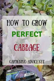 Get started for free today with watercoloring for beginners and much more. Growing Cabbage For Beginners Growing Cabbage Growing Tomatoes Indoors Growing Tomatoes