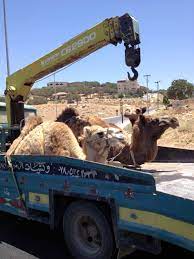 The dromedary camel or arabian camel. Pin On Stuff I Like In Jordan