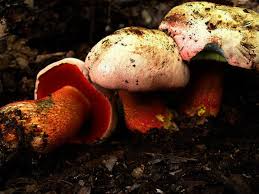 Satan's bolete or devil's boletus , boletaceae. Fichas Micologicas Boletus Satanas