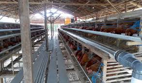 We did not find results for: Cara Budidaya Ayam Petelur Secara Lengkap Dan Telah Terbukti