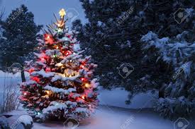 Скачайте стоковое фото tree snow trees snowy loneliness. This Snow Covered Christmas Tree Stands Out Brightly Against Stock Photo Picture And Royalty Free Image Image 21908177