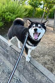 ぽっちゃりだけど身軽でバランス感覚抜群のうちのたぬき柴。 こだぬき雑技団に所属しています🤣 スター目指して日々精進。 黒柴
