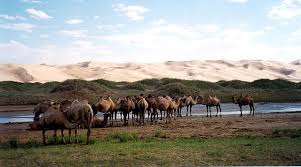 It covers miles of distances in deserts and their long double eyelashes serve as an important function to protect eyes from sand. Wild Bactrian Camel Wikiwand