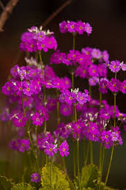 Image result for Primula malacoides