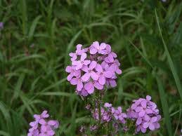 Image result for Vigna comosa