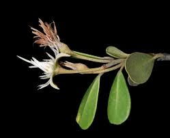Image result for Mimusops obtusifolia
