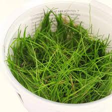Image result for Eleocharis minima