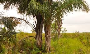 Image result for Raphia farinifera