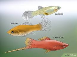 Feb 17, 2020 · this is because fishes lay a large number of eggs per breeding season. 3 Ways To Tell If Your Fish Is Having Babies Wikihow