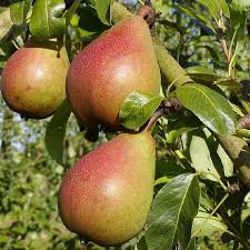 Poirier Bonne Louise Pyrus Communis Louise Bonne D Avranches Arbre Fruitier Poirier Pyrus