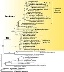 Image result for Andropogon amethystinus