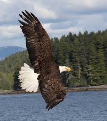 Alaska The American Bald Eagle Alaska Wildlife Bald Eagle Wild Birds Photography
