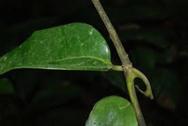 Image result for Afrobrunnichia