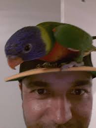 My rainbow lorikeet has been missing since 9am