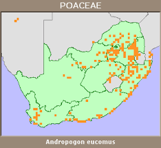 Image result for Andropogon eucomus