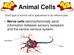 Check spelling or type a new query. Plant And Animal Cell Notes Notes
